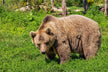 What Omen Does It Signify to Dream of a Black Bear?