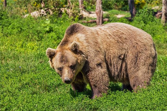What Omen Does It Signify to Dream of a Black Bear?