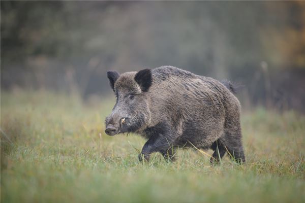 What Omen Does It Signify to Dream of a Black Wild Boar?