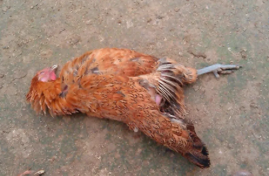 What Omen Does It Signify to Dream of a Chicken Dying?
