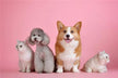 What Omen Does It Signify to Dream of a Dog and a Cat?