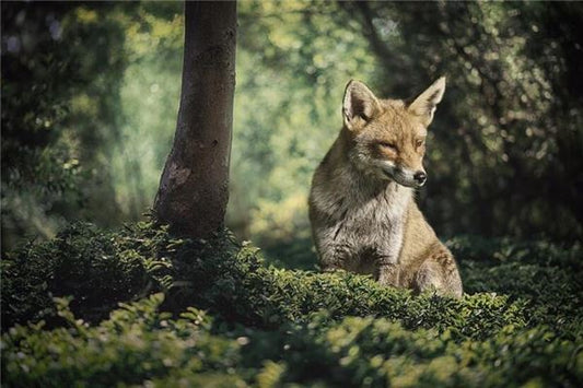 What Omen Does It Signify to Dream of a Fox?