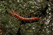 What Omen Does It Signify to Dream of a Giant Centipede?