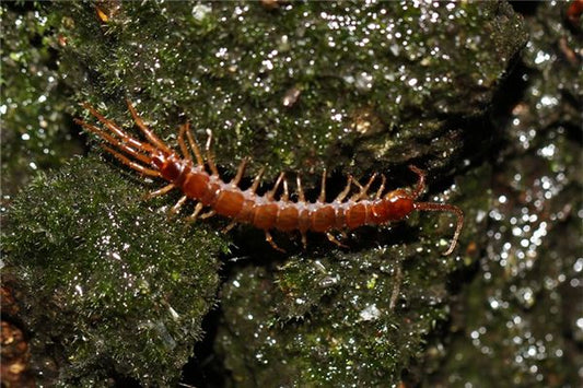 What Omen Does It Signify to Dream of a Giant Centipede?