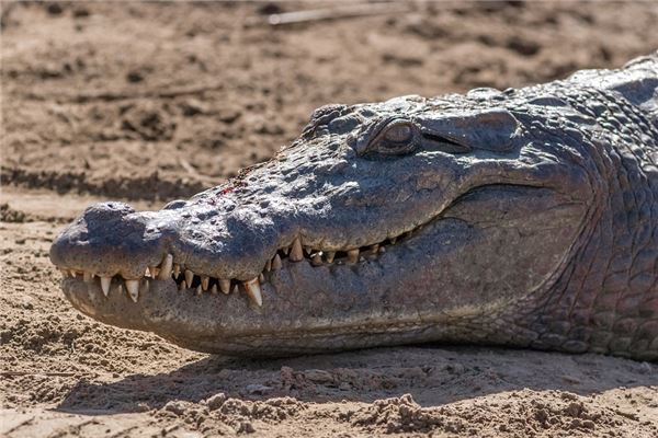 Omens of Dreaming of a Large Alligator
