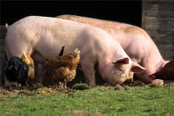 What Omen Does It Signify to Dream of Slaughtering a Pig?
