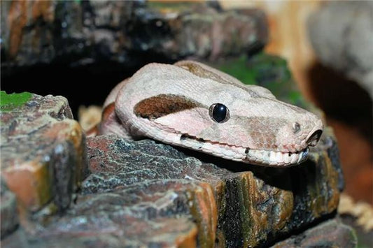 What Omen Does It Signify to Dream of a White Giant Python?