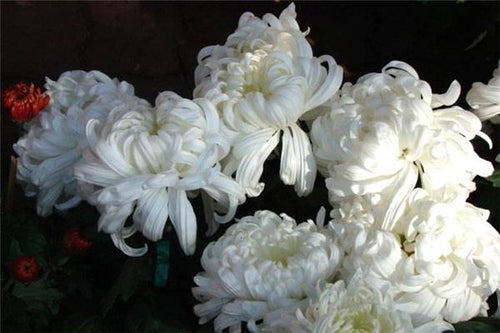 What Omen Is It to Dream of a Deceased Mother-in-Law?