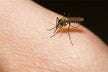 What The Omen to Dream of Swatting Mosquitoes?