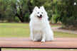 What does dreaming of an approaching white dog signify?