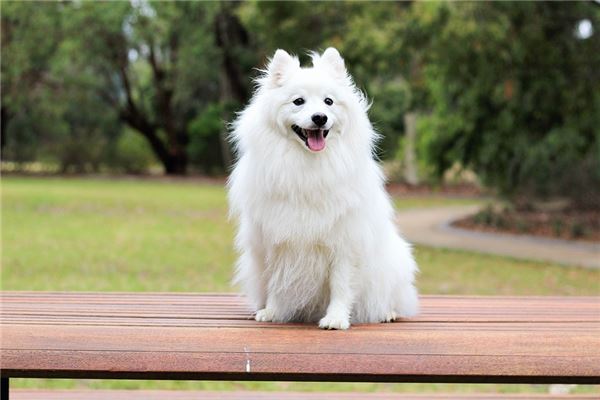 What does dreaming of an approaching white dog signify?