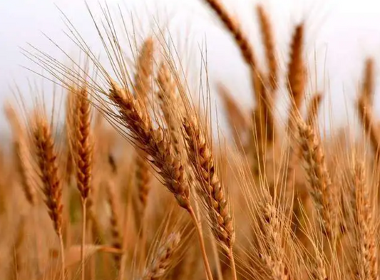 What does dreaming of various scenes of wheat indicate?