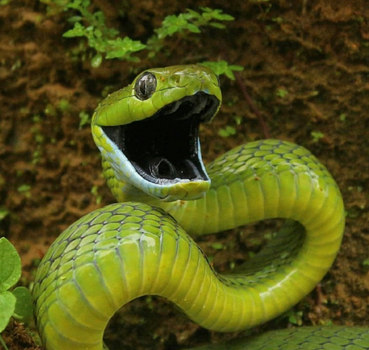 What does it foretell when you dream of being entwined by snakes? And how to deal with it properly?