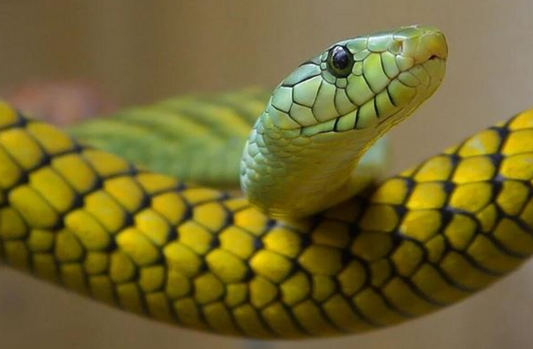 What does it mean when a man dreams that a snake crawls onto his body?