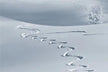 What is the omen of walking in snow in a dream?