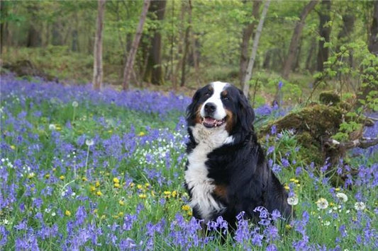 What the Omen of Beating a Dog in a Dream
