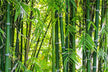 What the Omen of Dreaming of Bamboo Being Cut Off