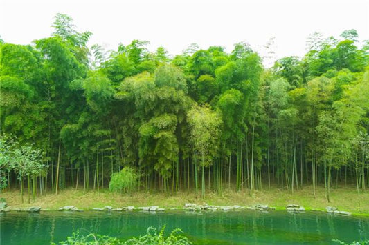 What the Omen of Dreaming of Bamboo Growing Prosperously