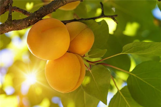 What the Omen of Dreaming of Big and Yellow Apricots on a sunny day with fresh apricots on the tree.