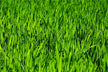 What the Omen of Dreaming of Cutting Green Grass