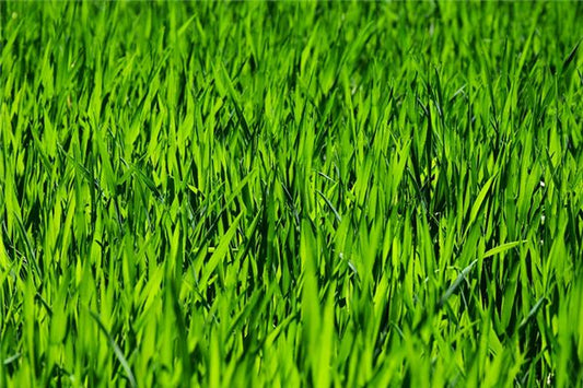What the Omen of Dreaming of Cutting Green Grass