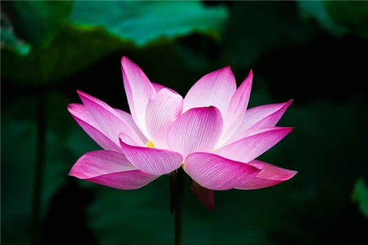 What the Omen of Dreaming of Flowers Blooming