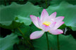What the Omen of Dreaming of Lotus in Water
