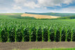 What the Omen of Dreaming of Lush Green Corn Crops