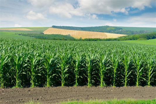 What the Omen of Dreaming of Lush Green Corn Crops
