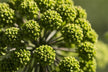 What the Omen of Dreaming of Lush Green Plants