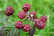 What the Omen of Dreaming of Mulberries