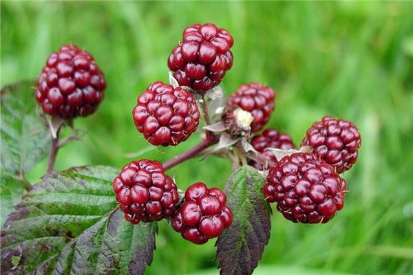 What the Omen of Dreaming of Mulberries