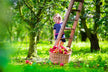 What the Omen of Dreaming of Picking Apples with Others
