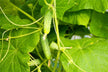 What the Omen of Dreaming of Picking Cucumbers