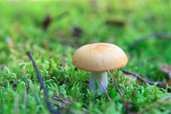 What the Omen of Dreaming of Picking Mushrooms with Others