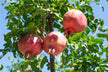 What the Omen of Dreaming of Picking Pomegranates