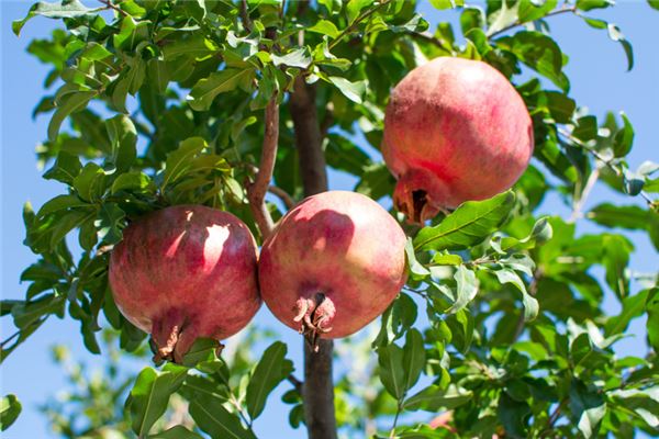 What the Omen of Dreaming of Picking Pomegranates