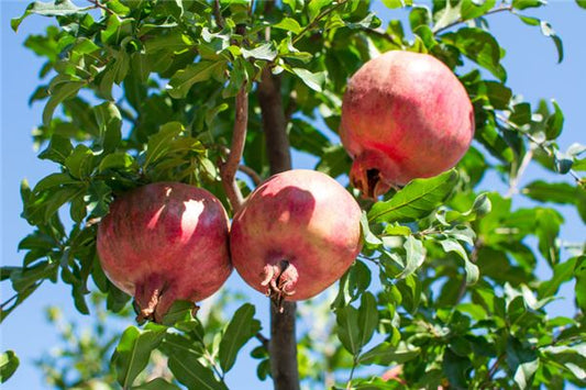 What the Omen of Dreaming of Picking Pomegranates