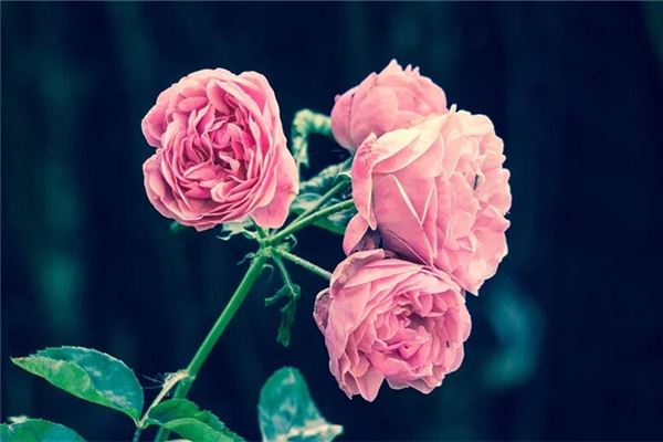 What the Omen of Dreaming of Planting Flowers