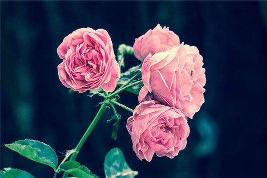 What the Omen of Dreaming of Planting Flowers