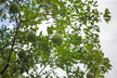 What the Omen of Dreaming of Pomelo tree laden with fruit