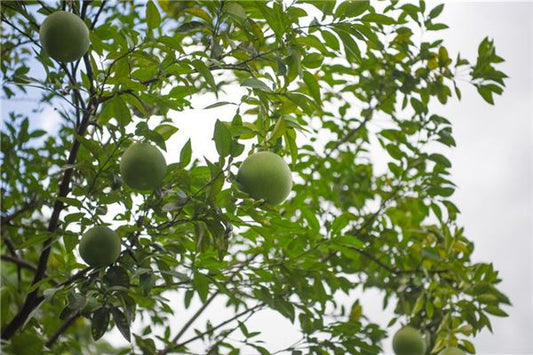 What the Omen of Dreaming of Pomelo tree laden with fruit