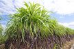 What the Omen of Dreaming of Sugarcane
