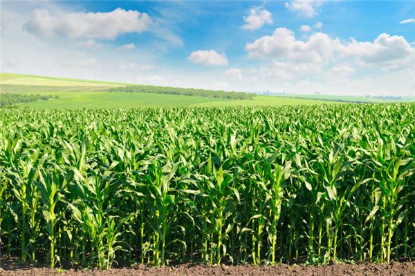 What the Omen of Dreaming of Tall and Lush Corn
