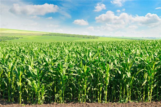 What the Omen of Dreaming of Tall and Lush Corn