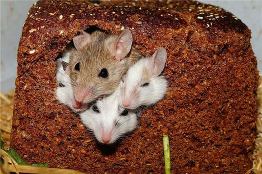 What the Omen of Dreaming of Tiny Baby Mice