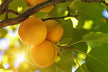 What the Omen of Dreaming of Unripe Apricots on a Tree