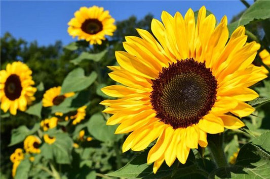 What the Omen of Dreaming of Yellow Flowers Is