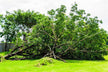 What the Omen of Dreaming of a Broken Tree