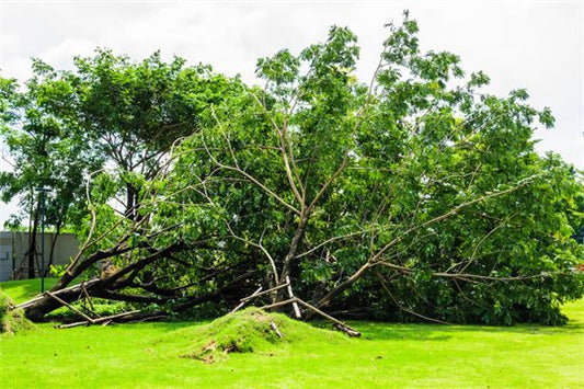 What the Omen of Dreaming of a Broken Tree